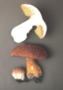 Boletus pinicola Mushroom