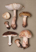 Amanita rubescens3.jpg Mushroom