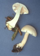 Agaricus sylvicola2 Mushroom